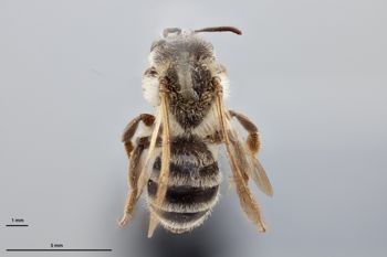 Media type: image;   Entomology 774002 Aspect: habitus dorsal view